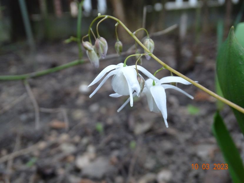 epimedium Yenomoto - Primavara 2023
