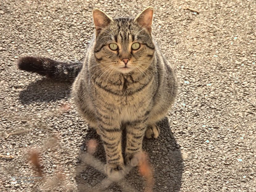 w-Cat 23 - --- PISICI si CAINI - CATS AND DOGS