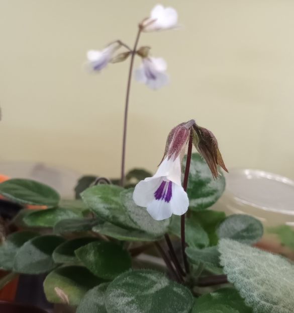 Tamiana - Printre Gesneriaceae