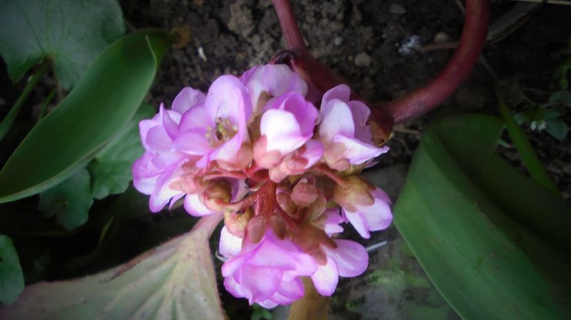 Bergenia - Splendori in gradina