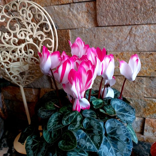  - februarie-martie 2023