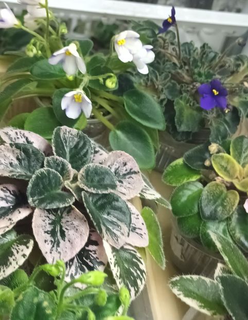  - 1 1 Violete Africane de Colecție