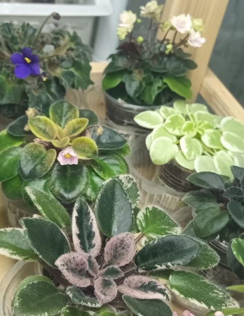  - 1 1 Violete Africane de Colecție