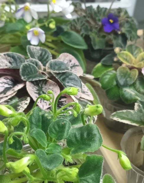  - 1 1 Violete Africane de Colecție