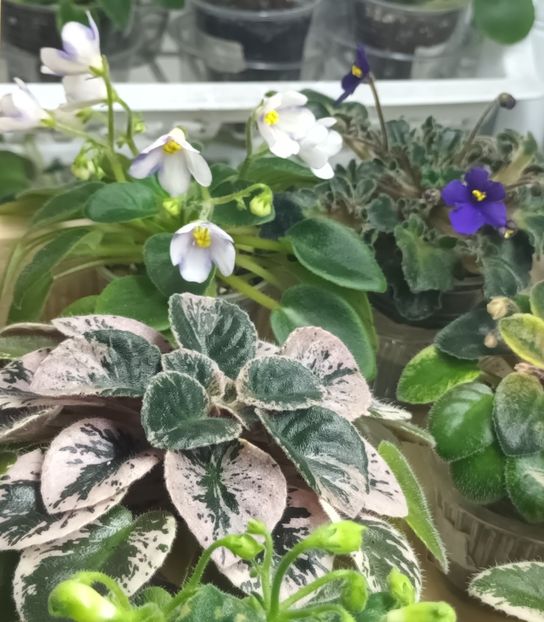  - 1 1 Violete Africane de Colecție