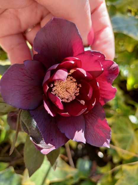 Helleborus "Double Ellen Purple" - Grădina 2023