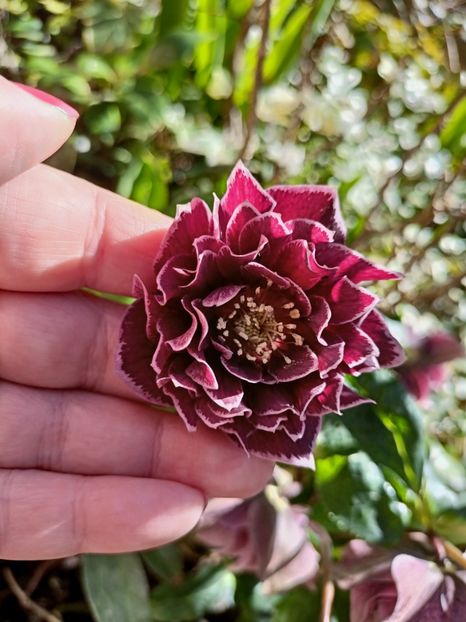 Helleborus "Double Aubergine" - Grădina 2023