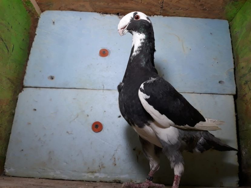 IMG-20230226-WA0081[1] - Amintiri