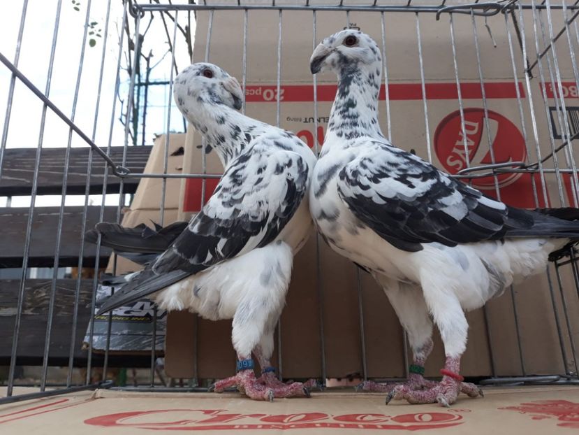 IMG-20230226-WA0042[1] - Amintiri