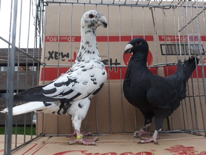 IMG-20230226-WA0073[1] - Amintiri