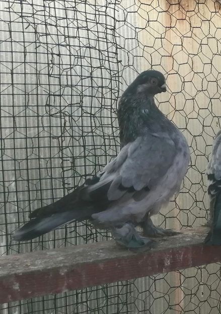 M 2022 - Cioc scurt de Berlin 2022