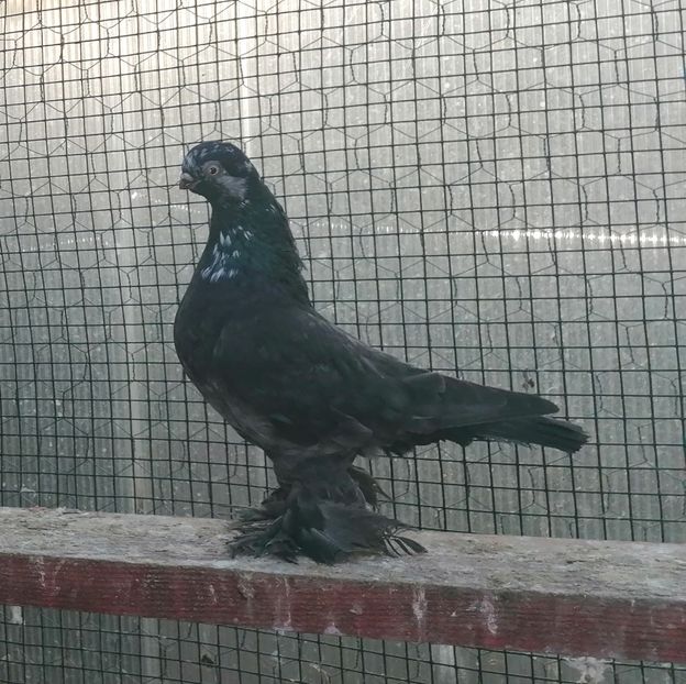 F 2022 - Cioc scurt de Berlin 2022