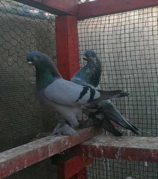 MF 2022 - Cioc scurt de Berlin 2022