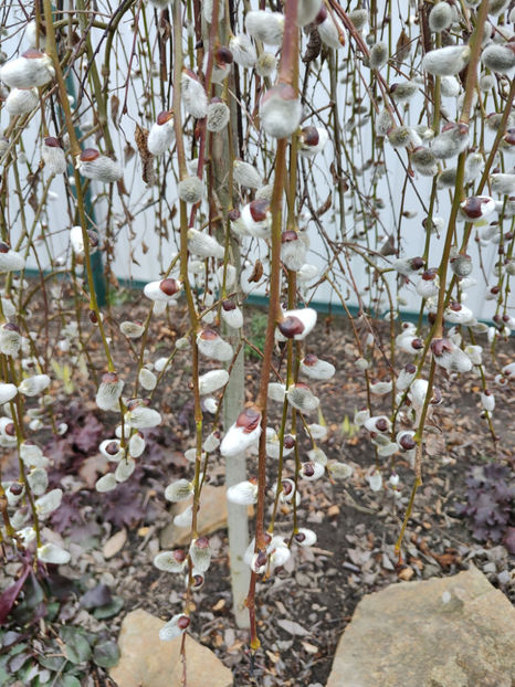 salix caprea - pendula - Gradina si terasa PrimaLuce__10-Hello 2023