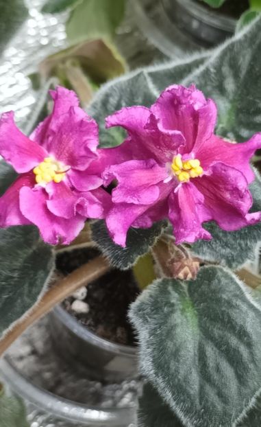  - 1 1 Violete Africane de Colecție