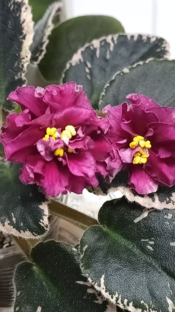  - 1 1 Violete Africane de Colecție