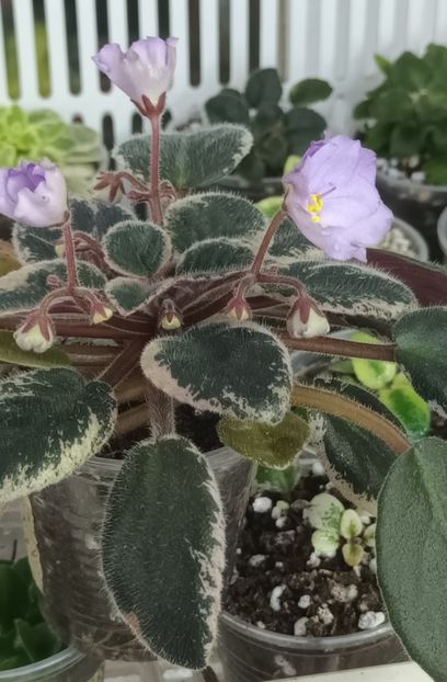  - 1 1 Violete Africane de Colecție