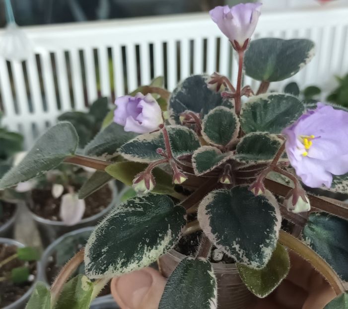  - 1 1 Violete Africane de Colecție