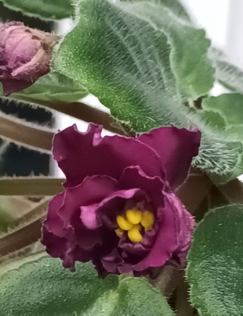  - 1 1 Violete Africane de Colecție
