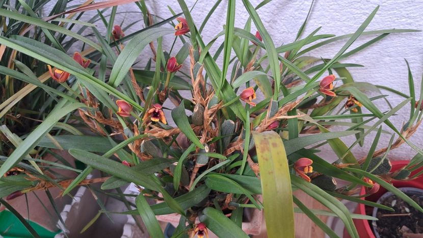  - Maxillaria