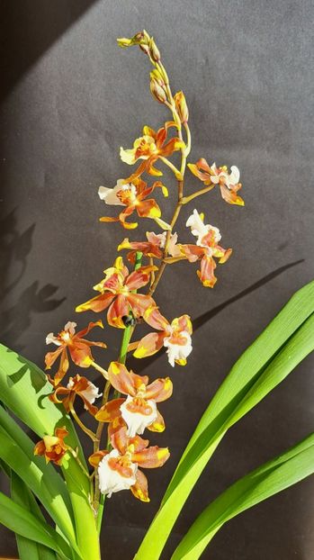  - Colmanara