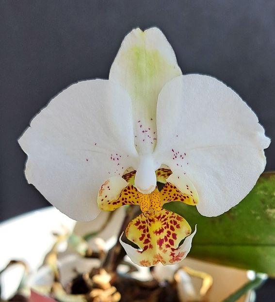  - Phalaenopsis 2