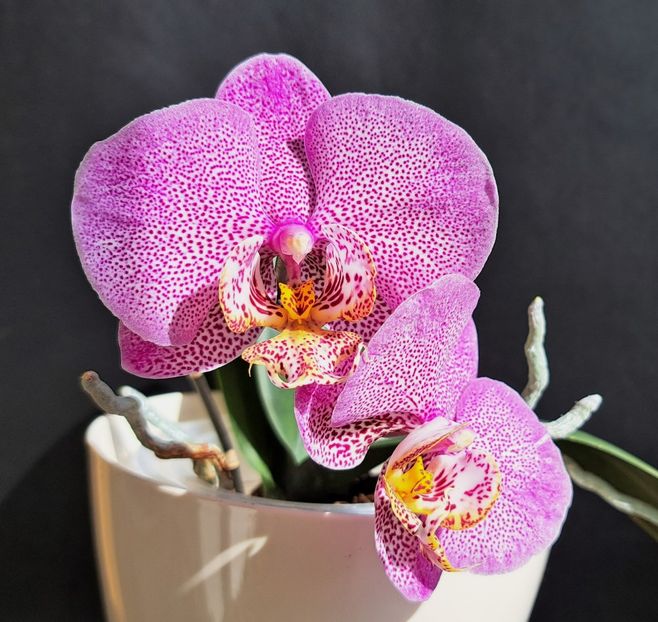  - Phalaenopsis 2