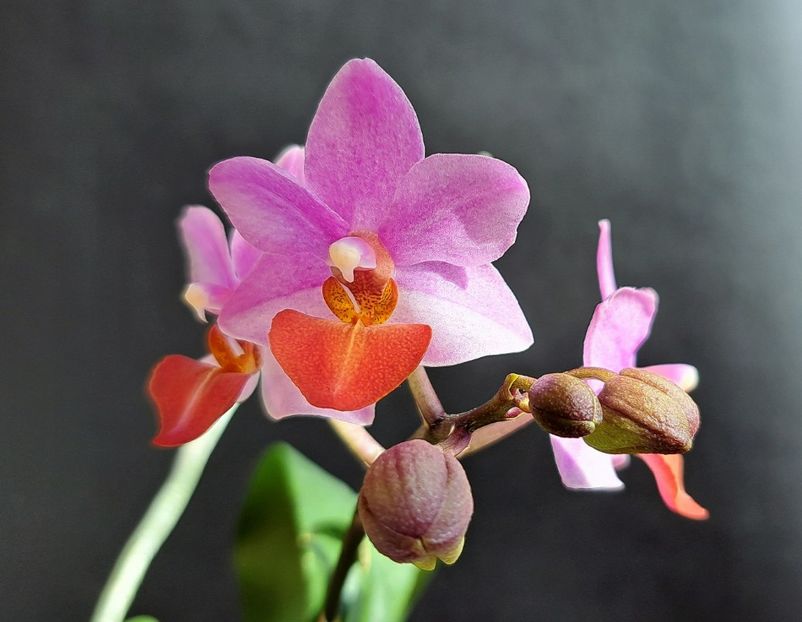 - Phalaenopsis 2