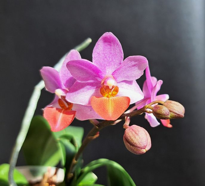  - Phalaenopsis 2