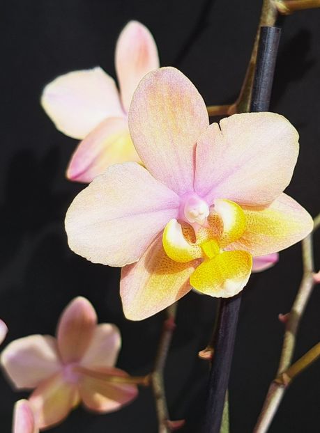  - Phalaenopsis 2