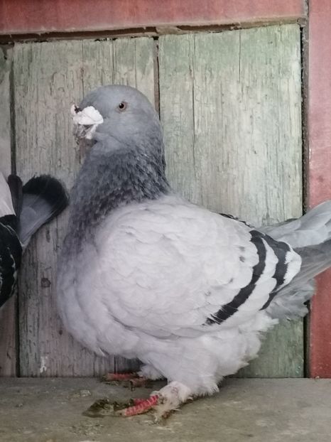  - Voiajori standard 14-03-2023