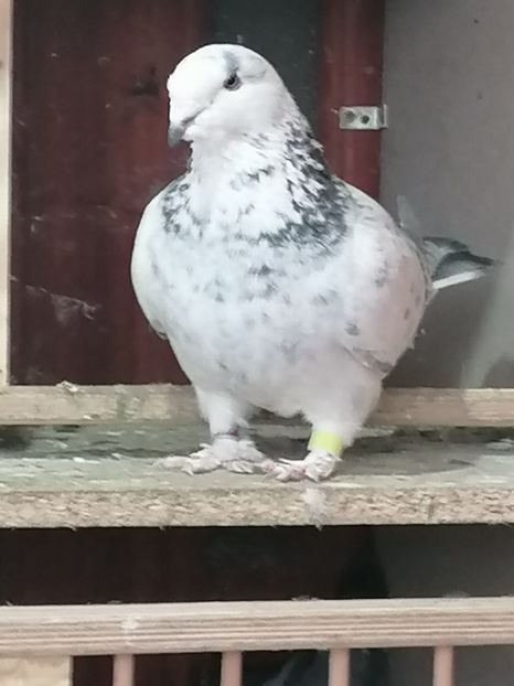  - Voiajori standard 14-03-2023