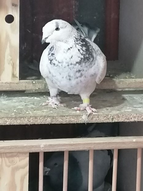  - Voiajori standard 14-03-2023