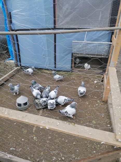  - Voiajori standard 14-03-2023