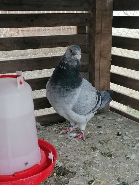  - Voiajori standard 14-03-2023