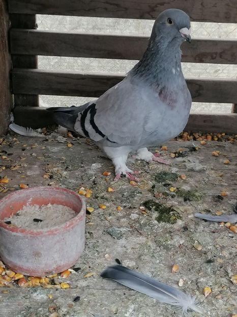  - Voiajori standard 14-03-2023