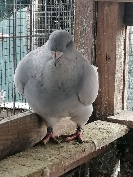  - Voiajori standard 14-03-2023