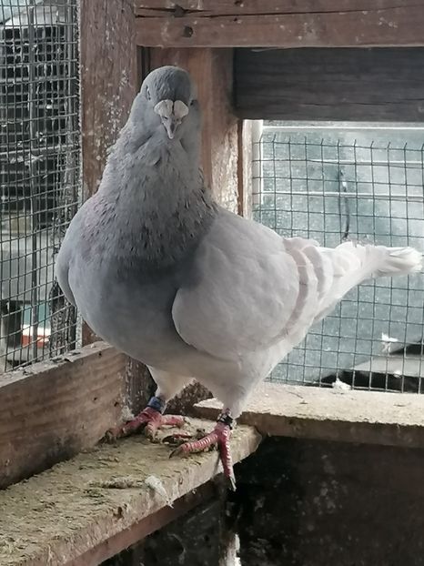  - Voiajori standard 14-03-2023