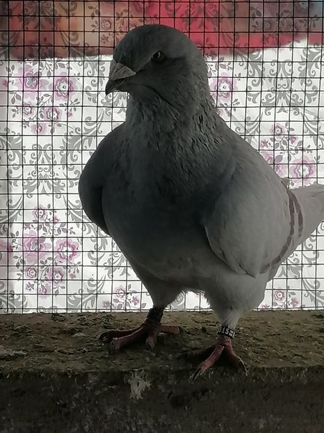  - Voiajori standard 14-03-2023