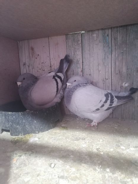  - Voiajori standard 14-03-2023