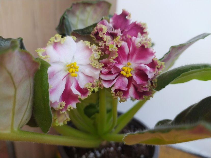 14 martie 2023 - KO Petushok Zolotoj Grebeshok