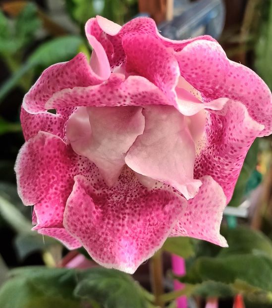 ❤️❤️❤️ - Bombonelele gloxi