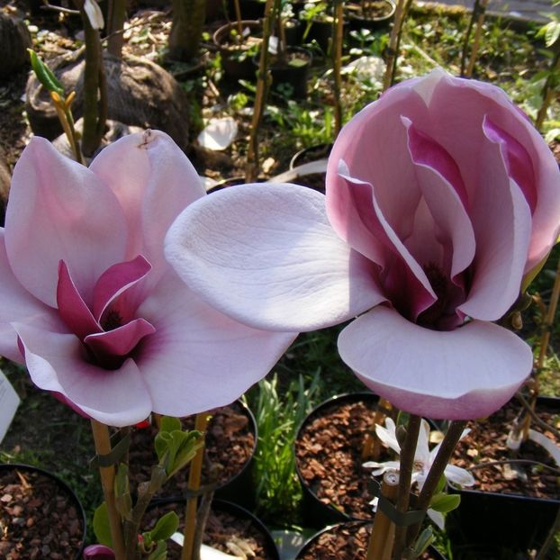 March Till Frost - Magnolii Premium