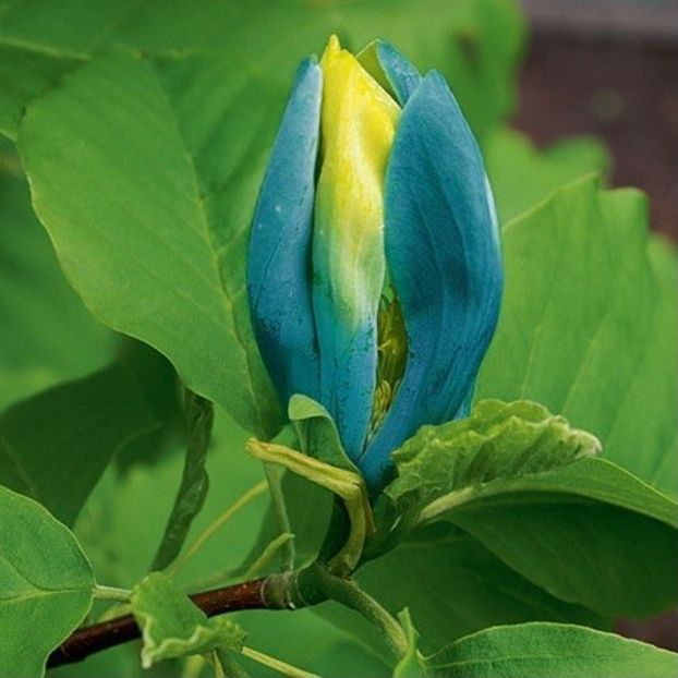 Henry-blue - Magnolii Premium