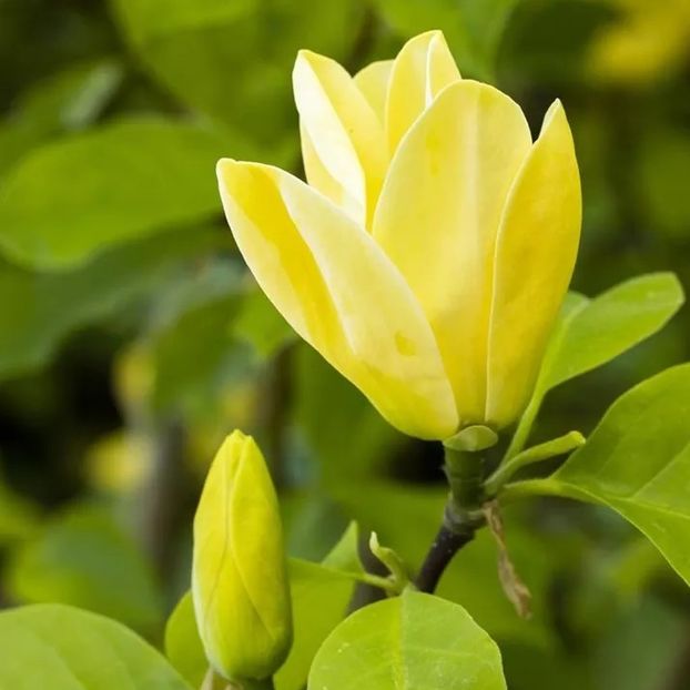Daphne - Magnolii Premium