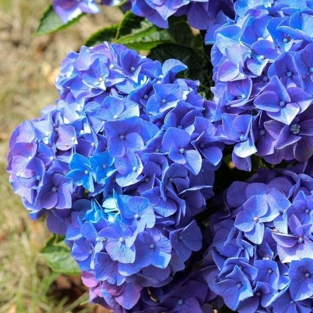 Baby-Blue - Hortensii