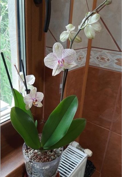 Screenshot_20221023-174525_Chrome - ORHIDEE PLANTATE IN BILE DE ARGILA