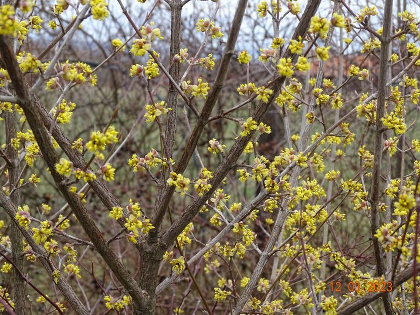 cornus mas - z-Dobarland 2023