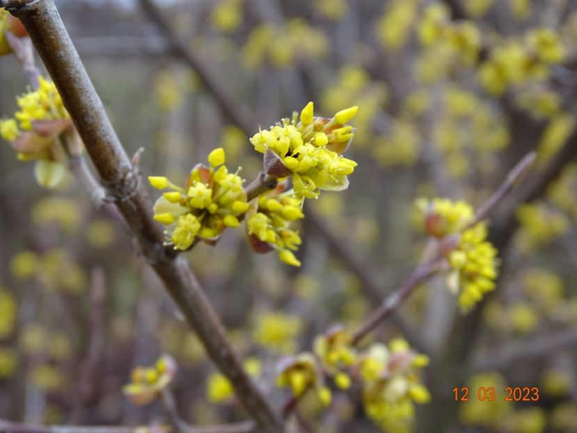 cornus mas - z-Dobarland 2023