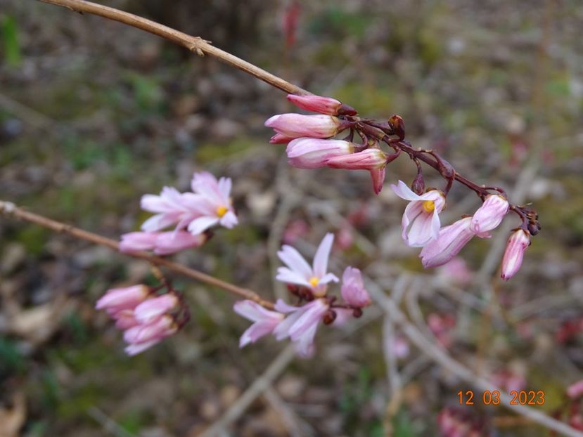 abeliophyllum distichum Roseum - z-Dobarland 2023